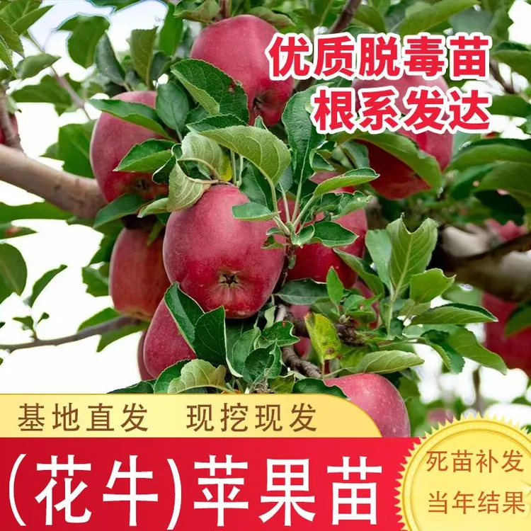 天水花牛苹果树苗特大粉面苹果树苗阳台盆栽庭院南北方种当年结果