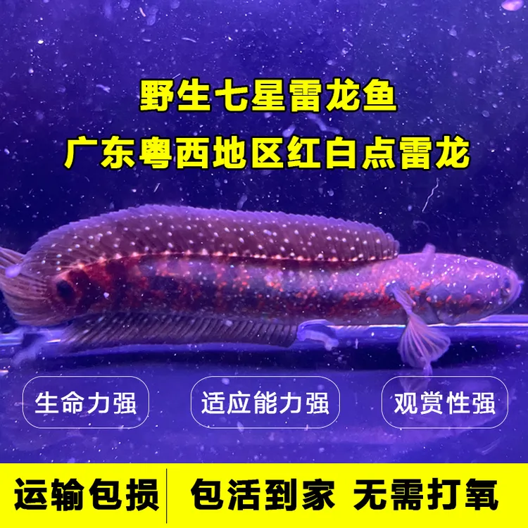 爆星七星鱼雷龙鱼观赏鱼国产冷水鱼观赏鱼淡水鱼红月珍珠雷龙月鳢