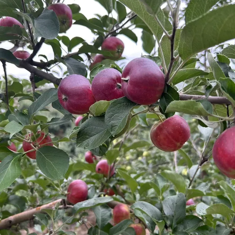 圆通东北红紫葵果嘎嘣脆的口感酸甜可口味道嘎嘎滴