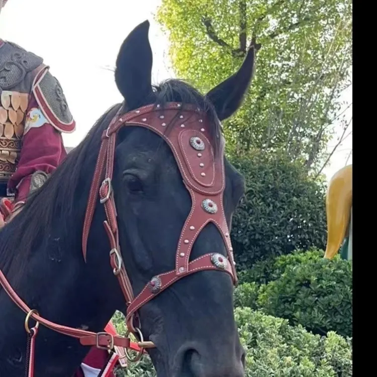 德国品质马笼头缰绳全套牵马绳缰绳马具配件套马装备新款龙套金属