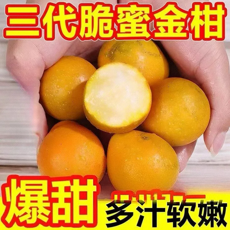 正宗融安脆蜜金桔第三代金桔纯甜无渣产地直发自家果园当天采摘