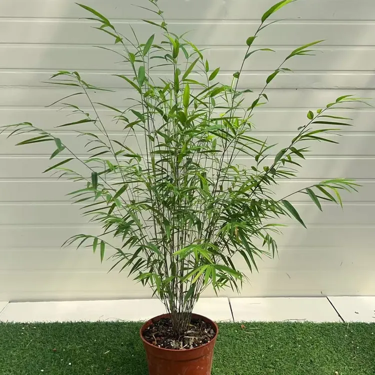内门竹盆栽四季常青可室内摆放客厅茶室观赏绿植