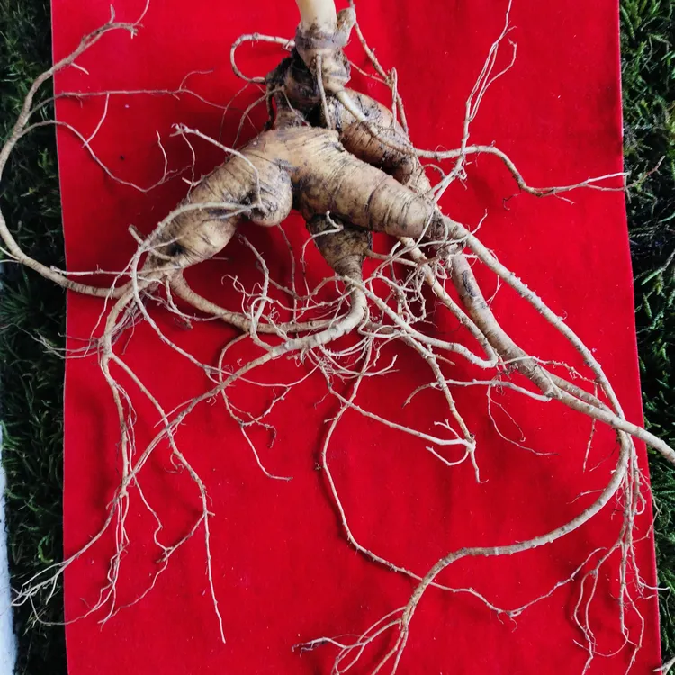 长白山新鲜林下野山参参龄久纹深须长