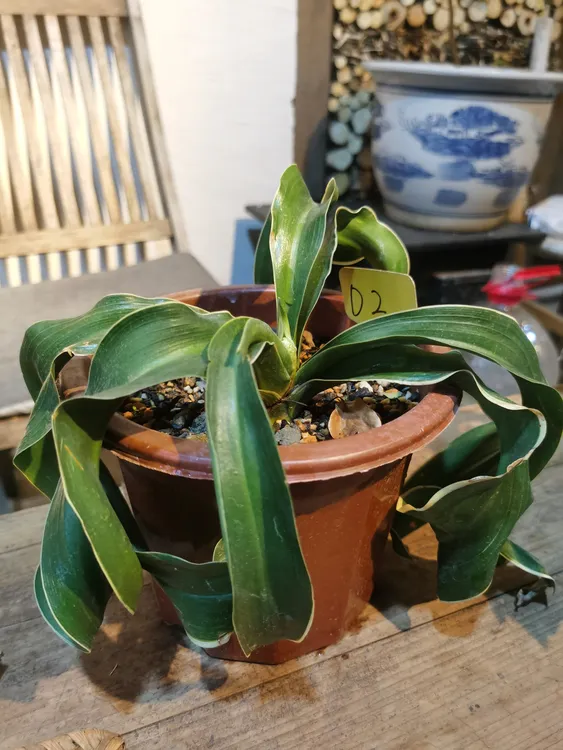 无锡老种玉狮子万年青 实拍特价包邮，8年老桩 已带花 株型完美