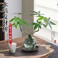 奇趣水培发财树绿植室内桌面办公室招财好养盆栽花卉