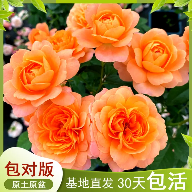 一加仑果汁阳台月季玫瑰盆栽庭院绿植四季开花玫瑰浓香好养易活