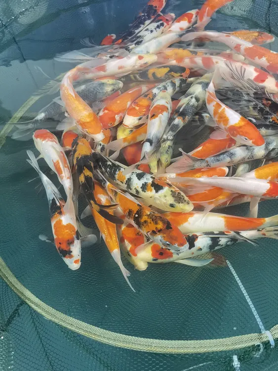 2条包邮包损大日血统20+红白大正昭和白写