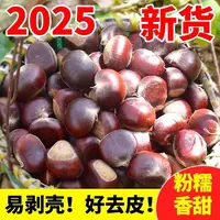 【到手5斤】深山老树新鲜板栗生栗子甘甜清脆鲜香颗颗饱满