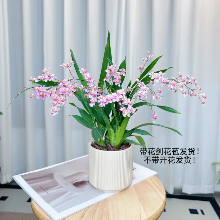 梦香兰带花苞发货盆栽带花苞室内桌面花卉绿植四季绿植盆栽室内