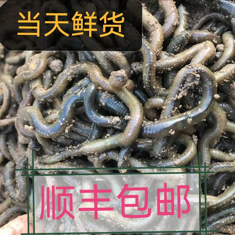 鲜活黑蚯蚓青蚯蚓特大号活体钓黄鳝钓鱼松土地龙活饵