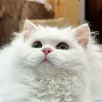 来了姊妹-纯白塞凯猫-妹妹-16