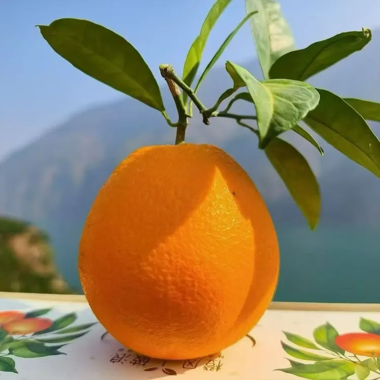 正宗雷波脐橙皮薄肉厚细嫩多汁新鲜现摘水果（精选中果）