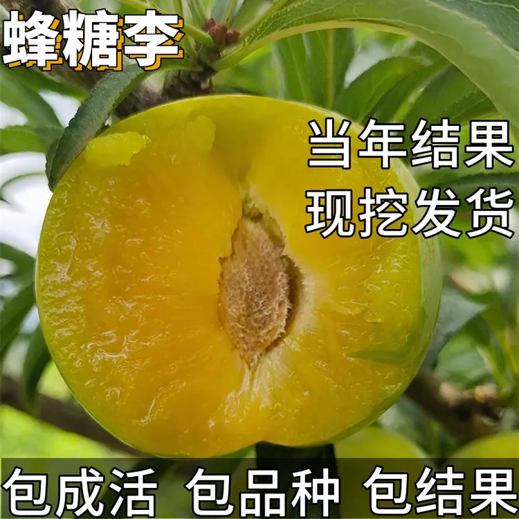 蜂糖李子树苗南北方种植耐寒矮化盆栽嫁接特大号晚熟脱骨当年结果