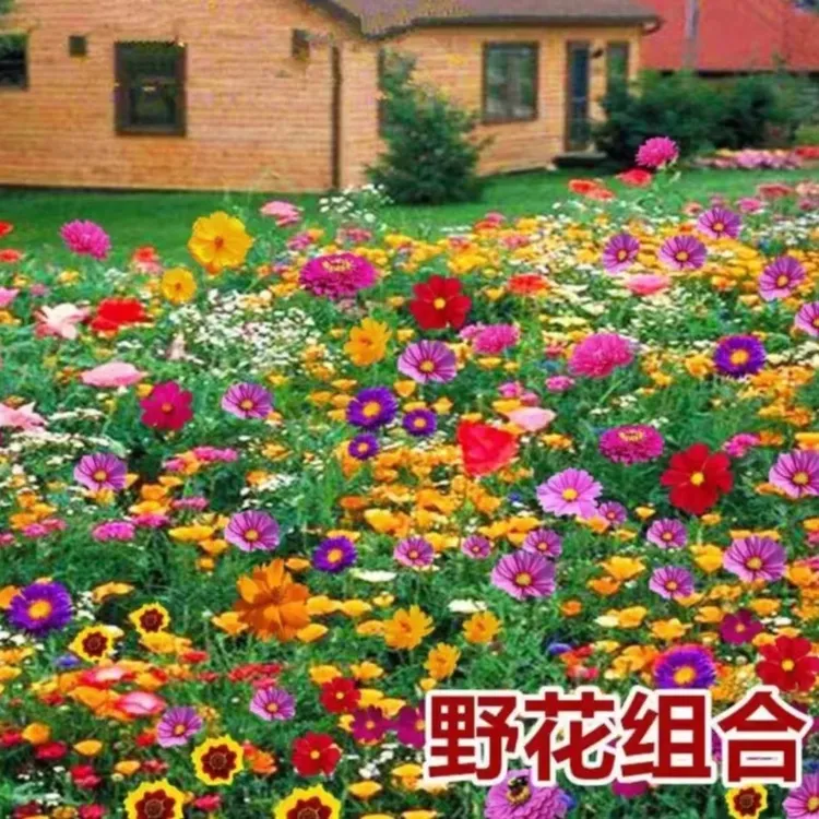 七彩野花组合种子四季种植 四季家庭花海打造