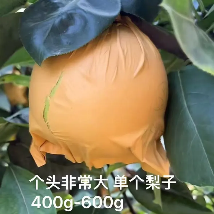 正宗砀山花翠玉梨新鲜当季水果脆甜多汁砀山梨水果爽口