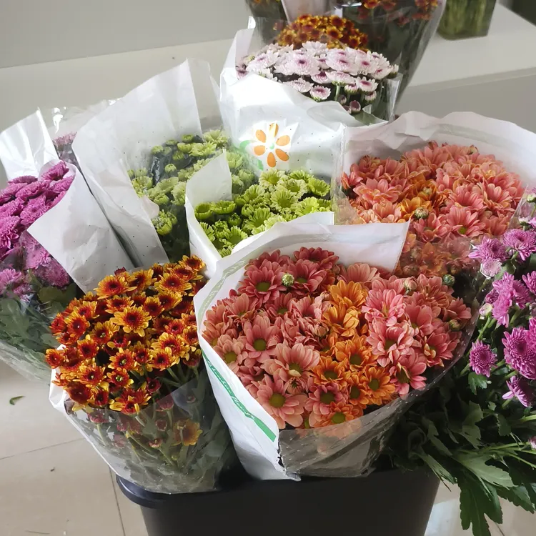 小雏菊鲜花水养插花长花期适合家居装饰