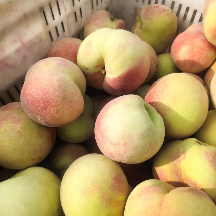 突围水蜜桃五斤装孕妇桃头茬水蜜桃现摘现发脆爽多汁应季鲜果包邮