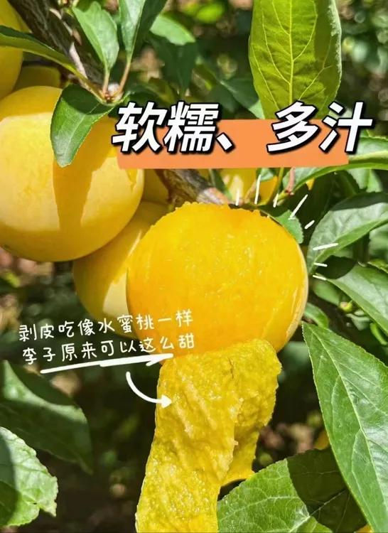 四川李子黄李子新鲜冰糖李桃花李当季水果网红水果