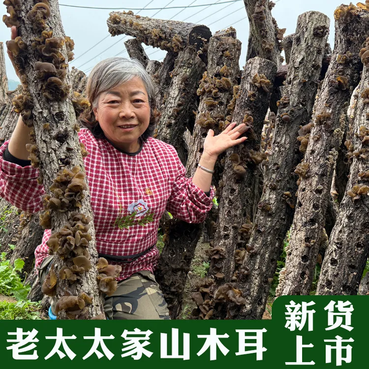 老太太家新杆头茬柞木山木耳