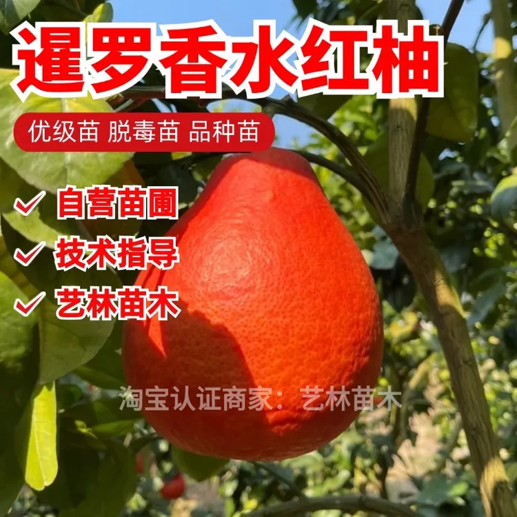 泰国暹罗香水红柚树苗嫁接三红柚红心红肉大果柚子树苗纯甜柚子苗