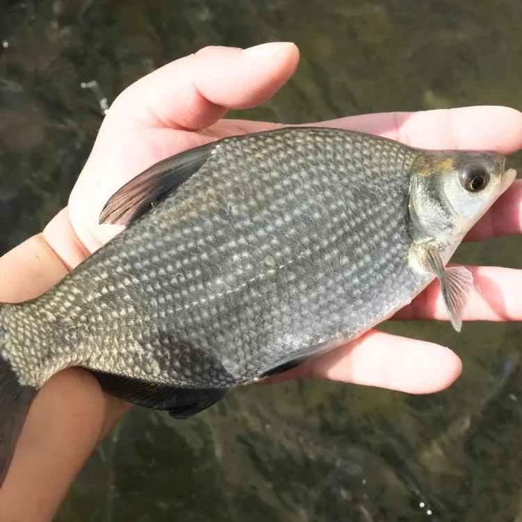 【活体】贵州武昌鱼扁鱼草扁（2-12厘米）观赏鱼淡水鱼冷水鱼