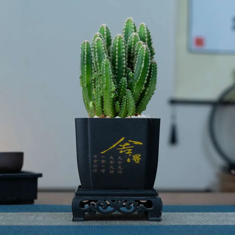 万重山多肉盆栽多肉桌面防辐射植物盆栽好养易活净化空气吸甲醛