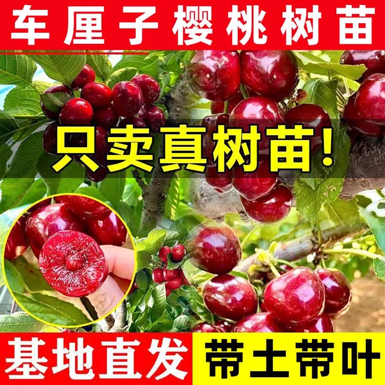 正宗车厘子树苗嫁接黑珍珠盆栽地栽耐寒大果樱桃树苗南北方带土叶