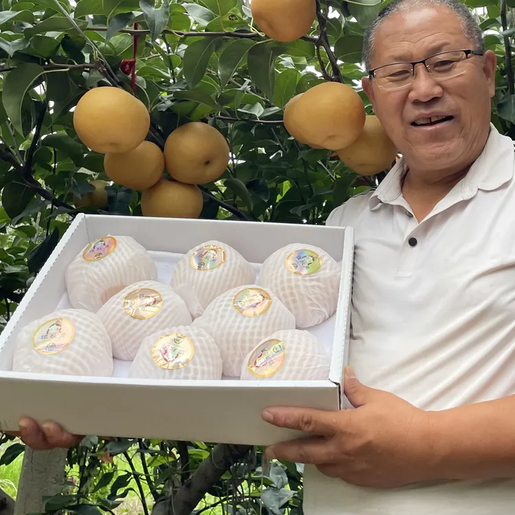 正宗莱阳秋月梨新鲜现摘脆甜多汁顺丰包邮（李书记推荐）