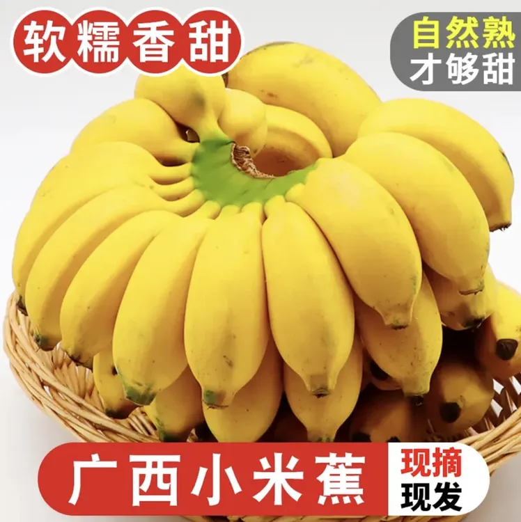 广西小米蕉 新鲜香蕉 当季新鲜水果孕妇水果现采现发
