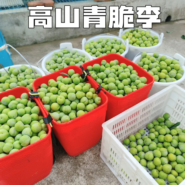 重庆梁平高山脱骨青脆李5斤包邮每日产地直采发货李子