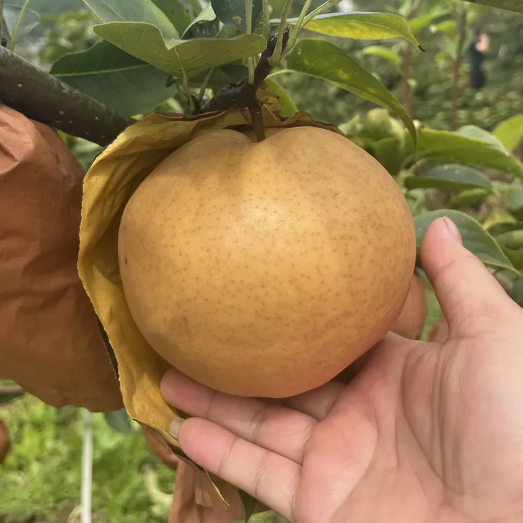爆甜多汁精品 秋月梨口感细腻脆甜多汁新鲜应季水果