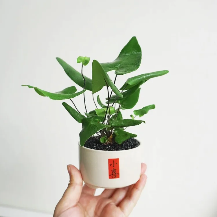 心愿蕨好养易活新奇植物办公桌室内桌面小盆栽绿植送礼净化空气