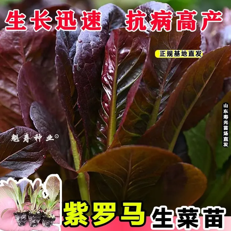 紫直立生菜苗秧速生鲜嫩带土球紫叶四季阳台盆栽苗奶油咖啡菜种子