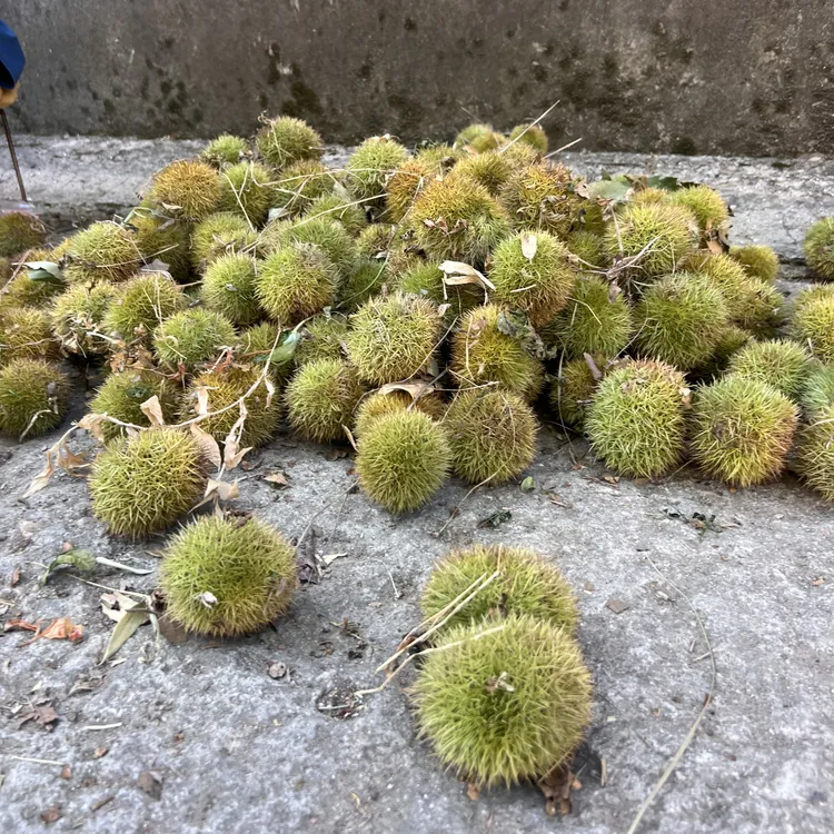戴埠深山沟·助农新鲜板栗（带刺壳）3斤尝鲜装