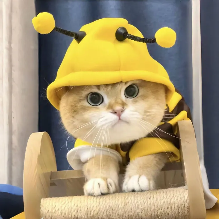 猫咪衣服春秋装可爱小蜜蜂卫衣金渐层布偶幼猫宠物中小型犬防掉毛