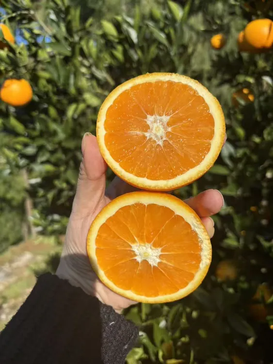 湖北秭归九月红脐橙新鲜当季整箱果冻橙现摘现发