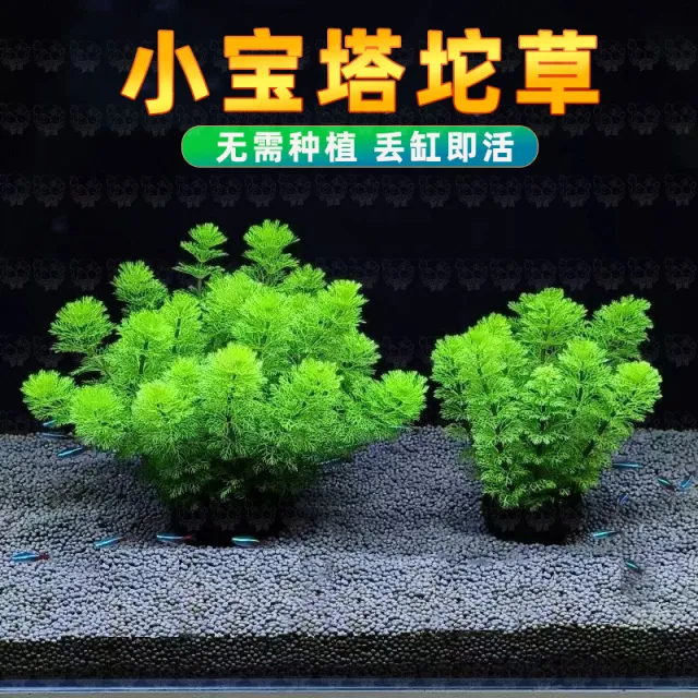 小宝塔坨草水草鱼缸草缸造景植物真草活阴性新手懒人增氧后景好养