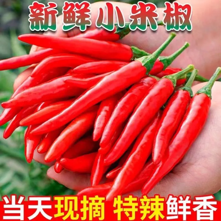 河南现摘新鲜小米辣红辣椒特辣超辣香辣辣椒