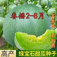绿宝石甜瓜种子绿宝石超甜正品薄皮甜瓜种籽春季四季蔬菜种孑香瓜