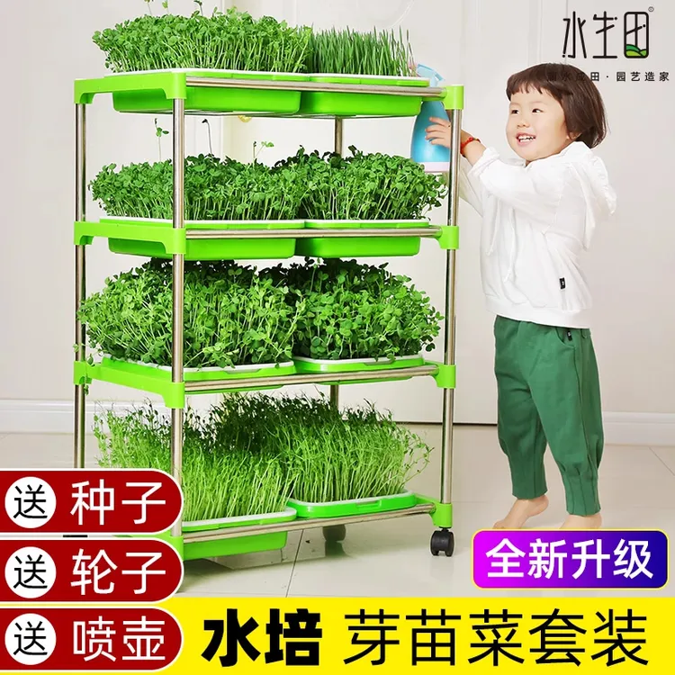 水培芽苗菜育苗盘豆芽发芽盆豆苗种子麦苗纸上水培无土栽培种植架