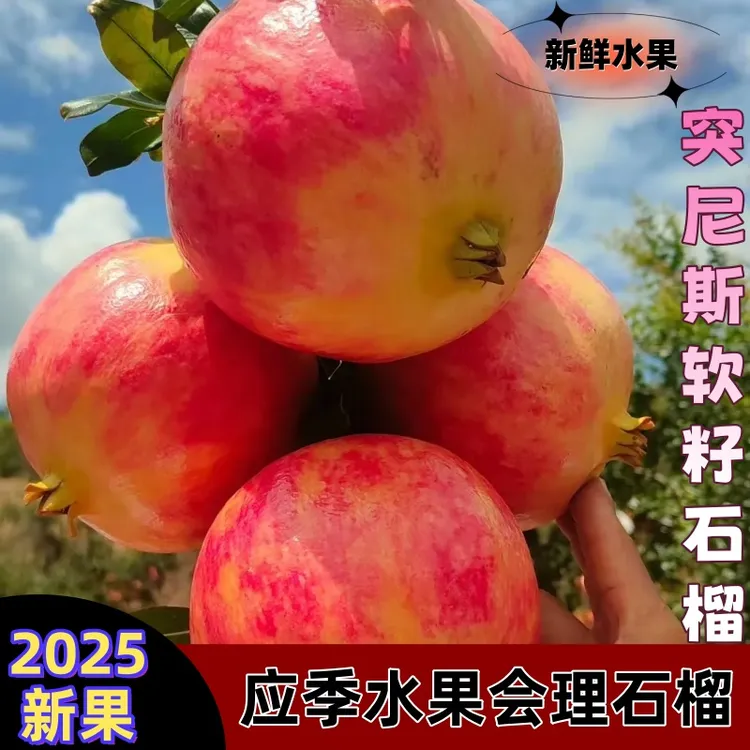 会理突尼斯软籽石榴现摘现发颗粒饱满多汁时令水果产地直发
