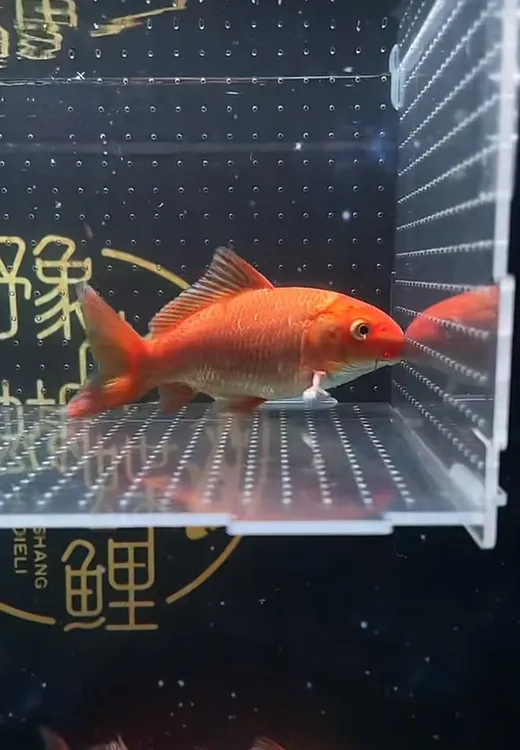 红色精品蝴蝶鲤 高品相 低价格