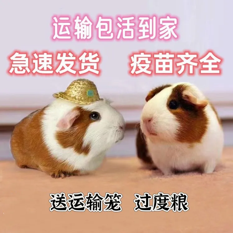 荷兰鼠喂养幼崽小宠物荷兰猪家庭喂养可爱