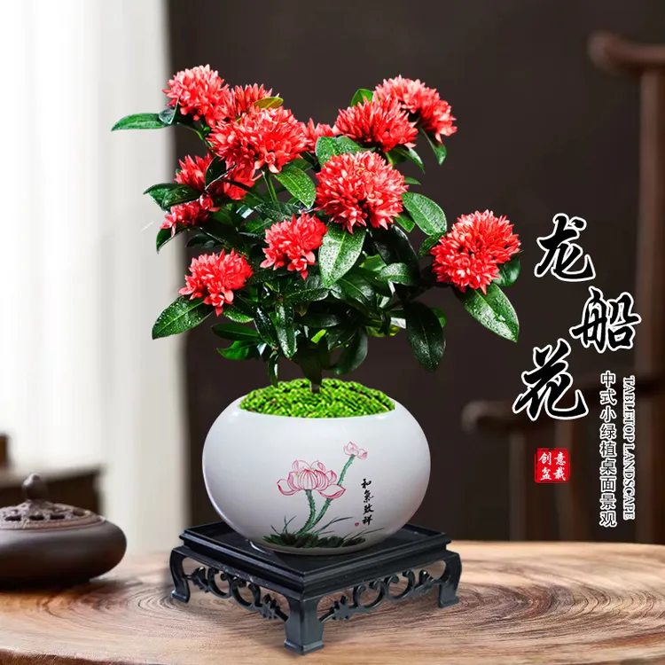 海岛龙船花盆栽带花苞绣球花苗阳台庭院四季开花植物客厅好养盆景