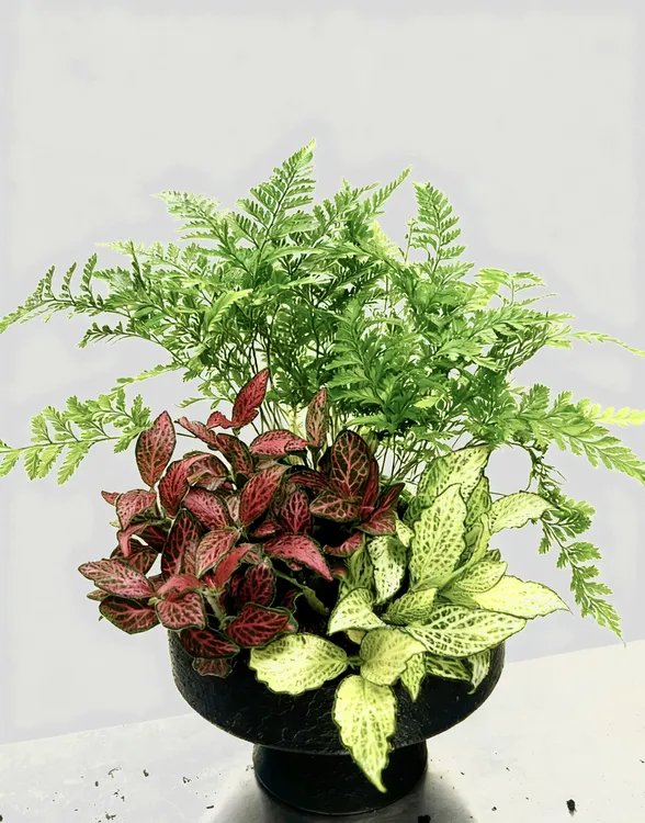 狼尾蕨网纹草盆栽微景观造景雨林缸室内造景植物苔藓小盆栽苔藓