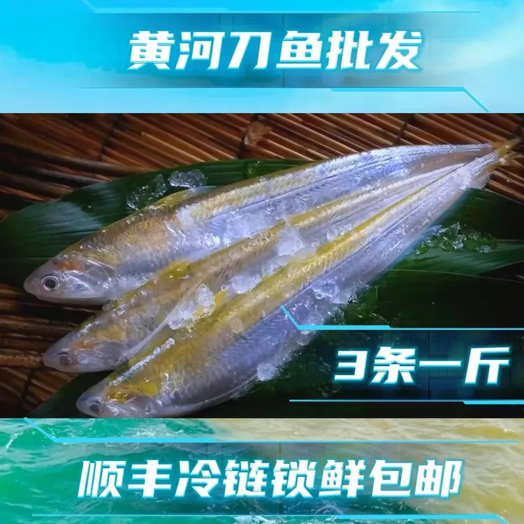 顺丰锁鲜直达甄选产自黄河入海口野生黄河刀鱼肉质鲜嫩味道鲜美