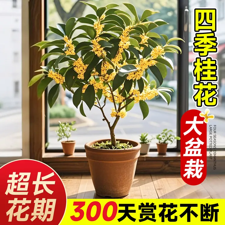 四季桂花树苗盆栽浓香型带花可食用室内花卉植物庭院绿植阳台开花