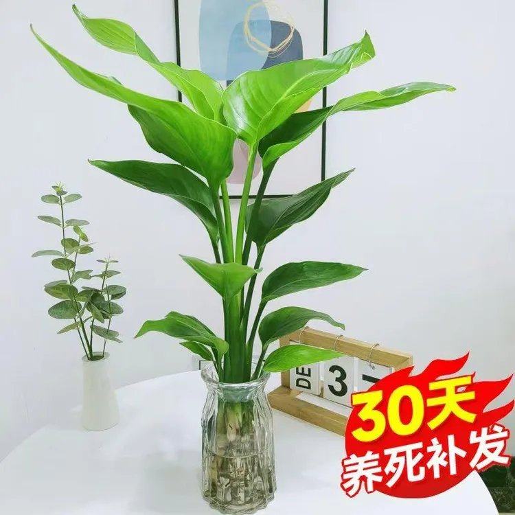 水培天堂鸟植物ins风桌面小绿植春季鹤望兰盆栽绿植室内客厅花卉