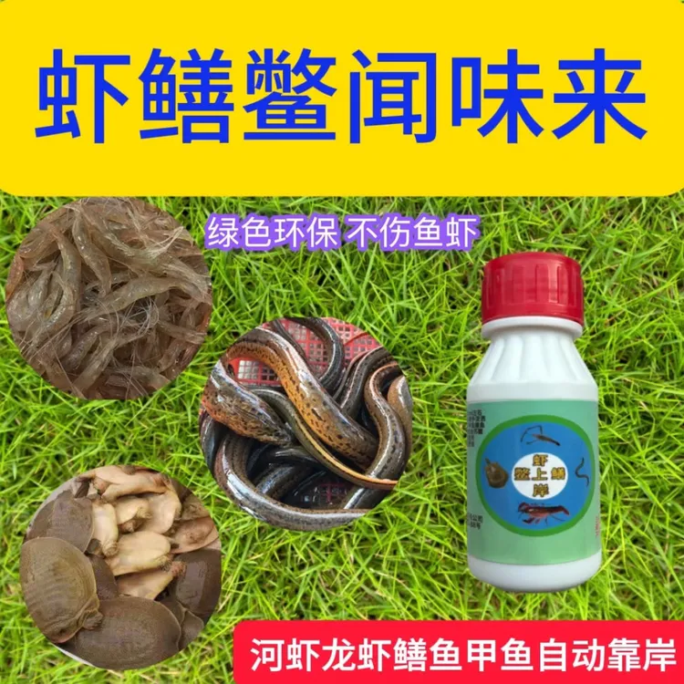 鳖上岸户外老渔民抓鳖必备饵料