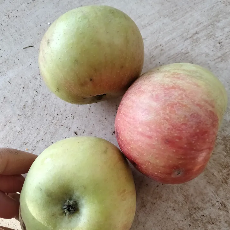 老品种小国光苹果酸甜口
